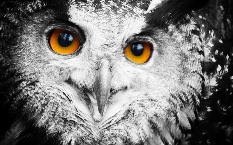 close-up of an owl's face