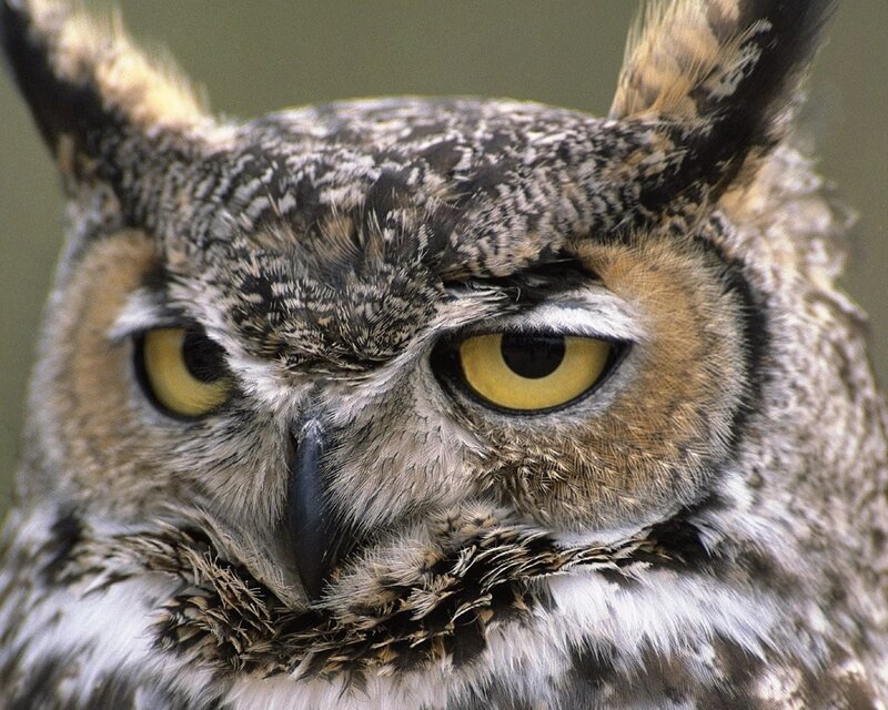 Close-up of an owl's face