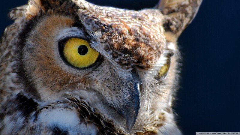close-up of an owl's face