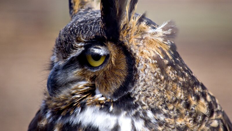 close-up of an owl's face