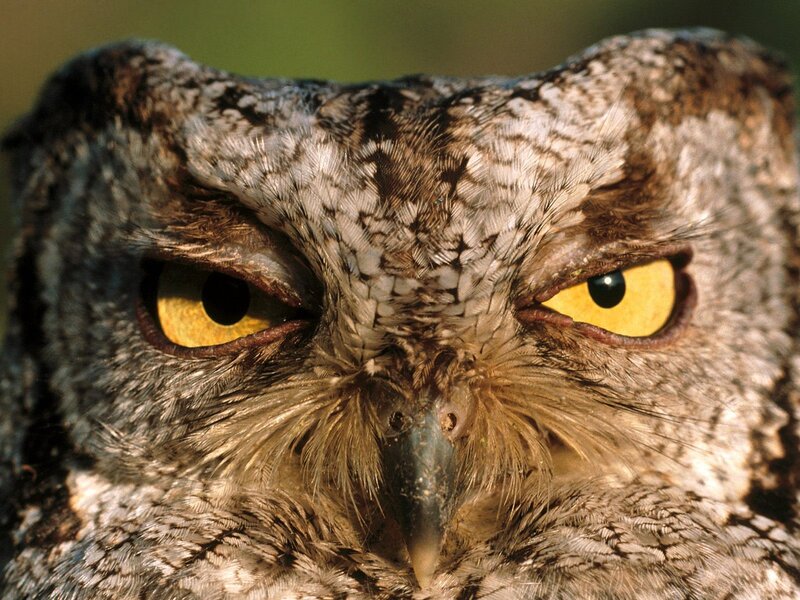 Close-up of an owl's face