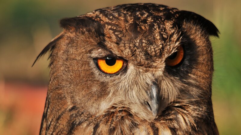 Close-up of an owl's face