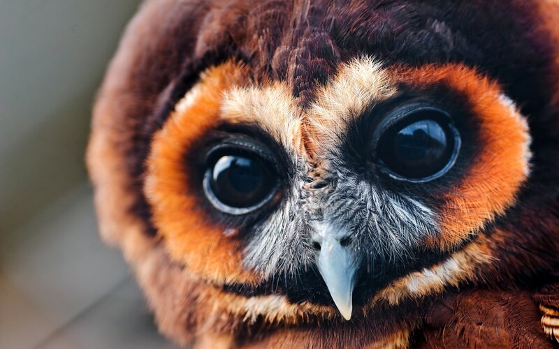 close-up of an owl's face