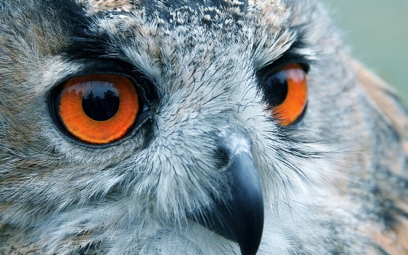 close-up of an owl's face