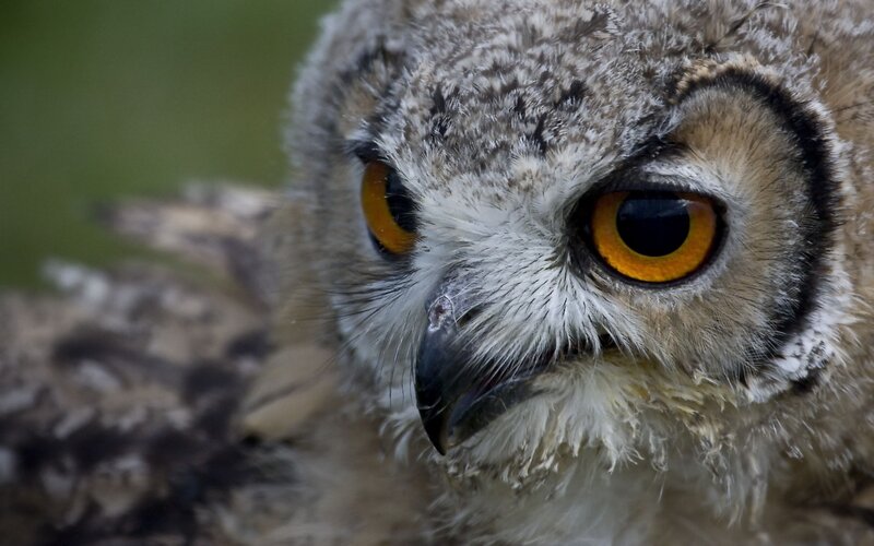 close-up of an owl's face