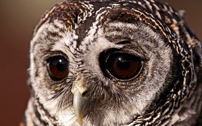close-up of an owl's face