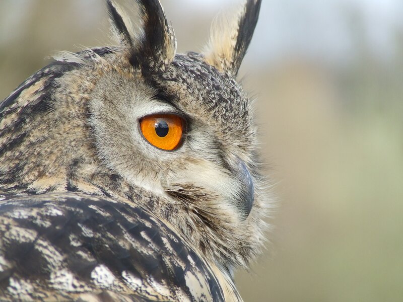 Close-up of an owl's face