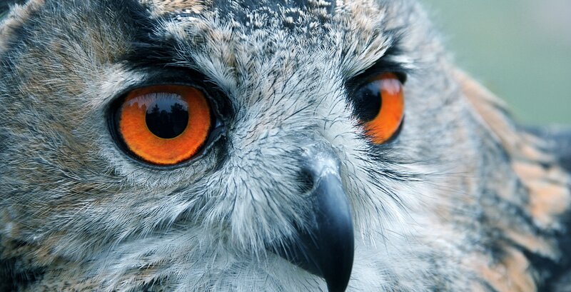 close-up of an owl's face
