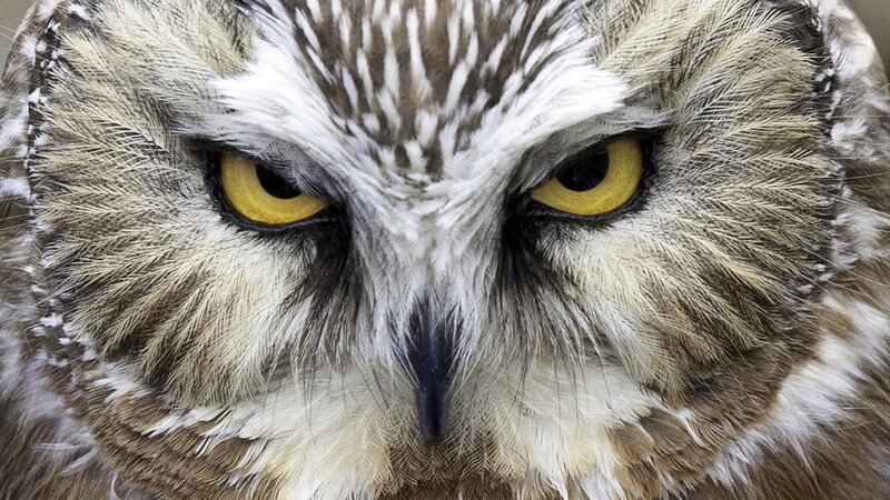 close-up of an owl's face