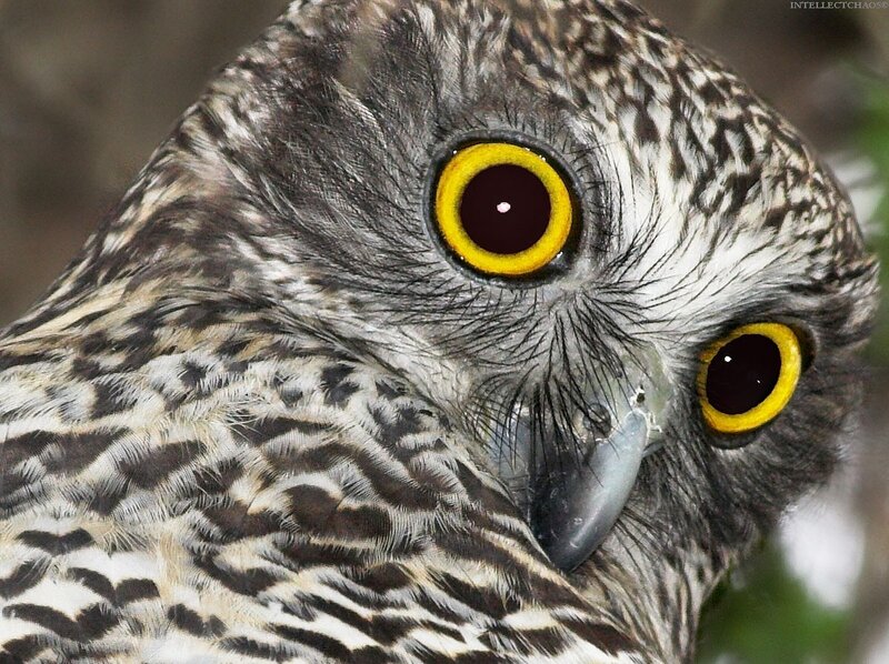 Close-up of an owl's face