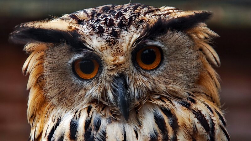 close-up of an owl's face