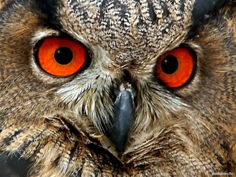 Close-up of an owl's face