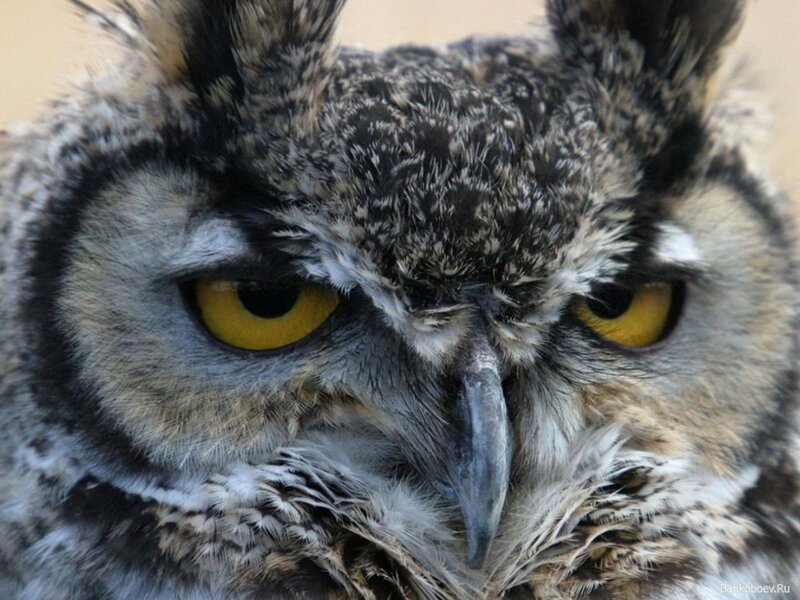 Close-up of an owl's face