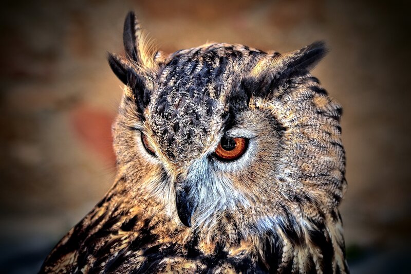 Close-up of an owl's face