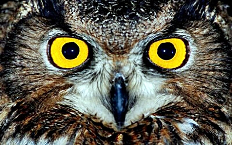 close-up of an owl's face