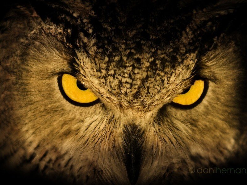 Close-up of an owl's face