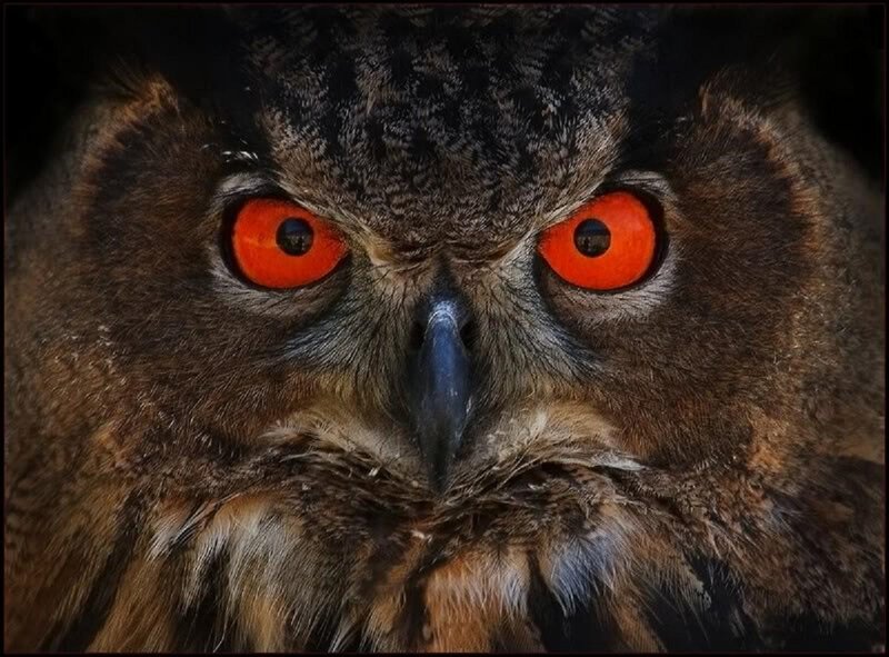 Close-up of an owl's face