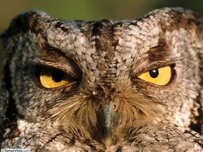 Close-up of an owl's face