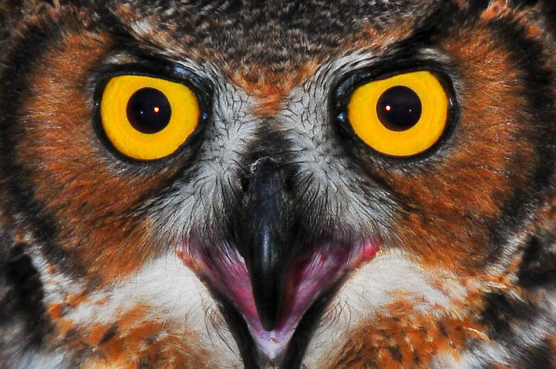 close-up of an owl's face