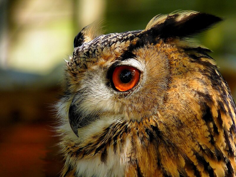 Close-up of an owl's face