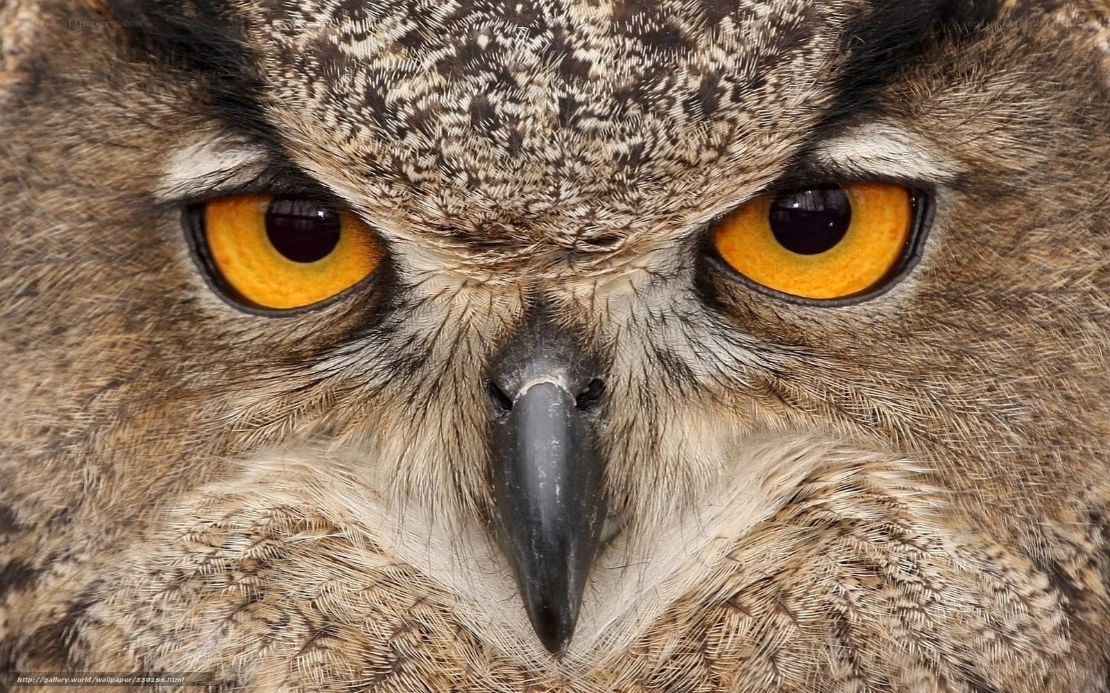 Close-up of an owl's face