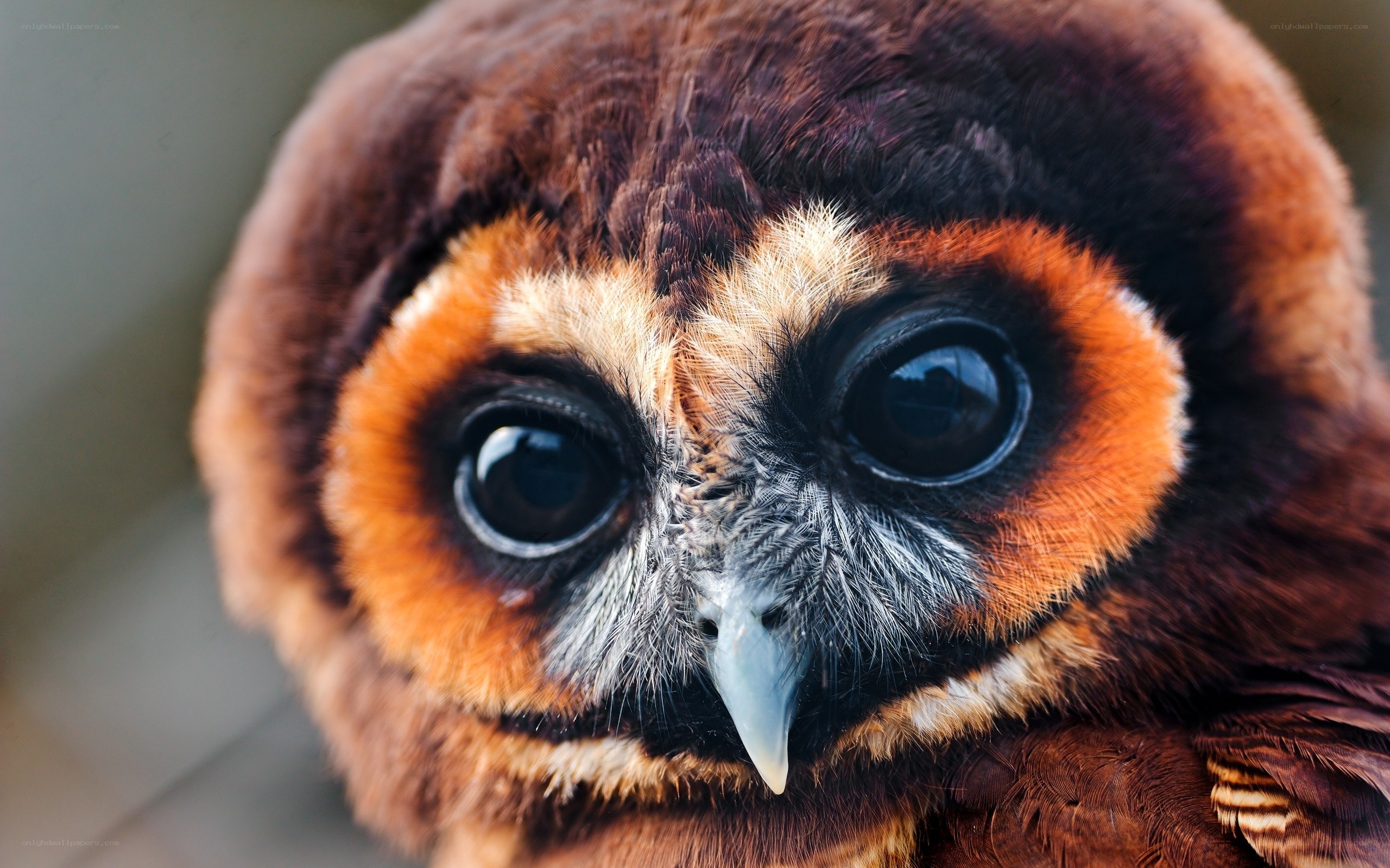 Close-up of an owl's face