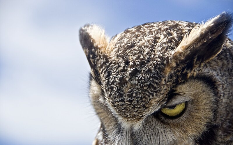 close-up of an owl's head