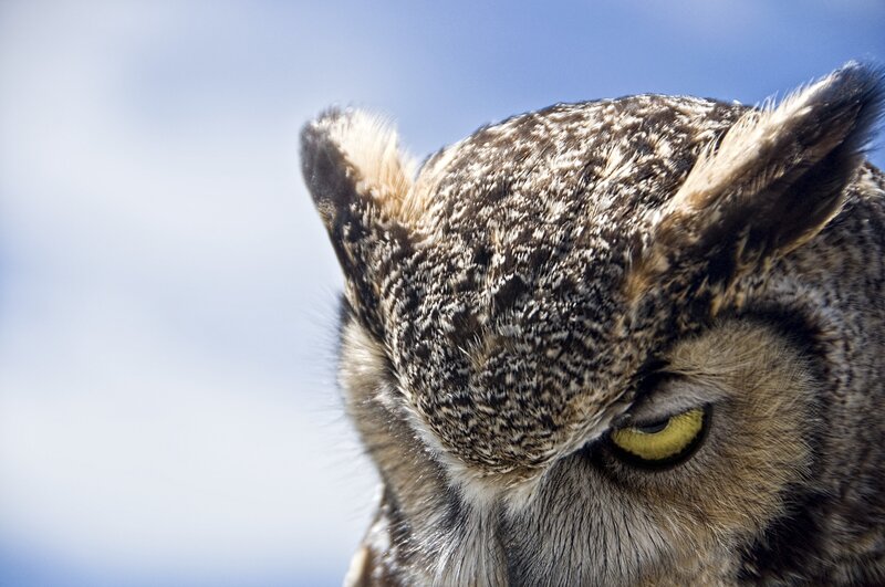Close-up of an owl's head