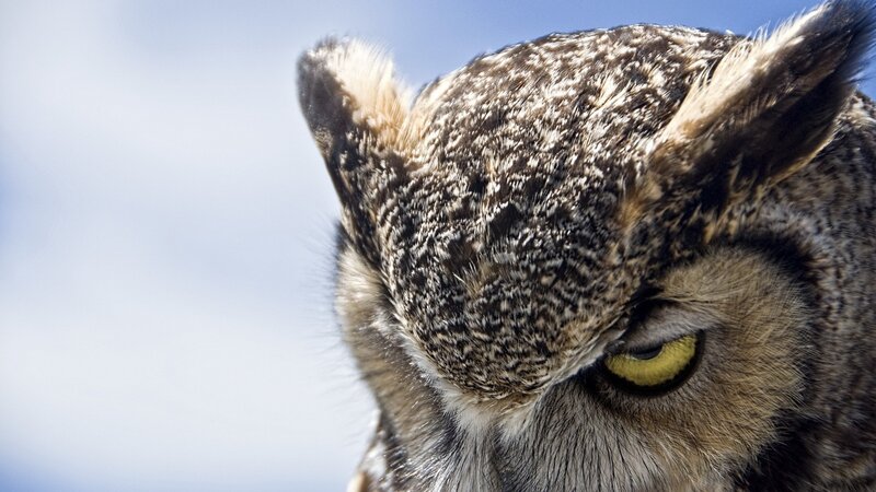 close-up of an owl's head