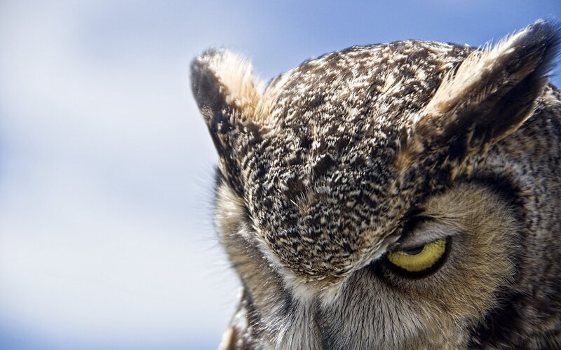 Close-up of an owl's head