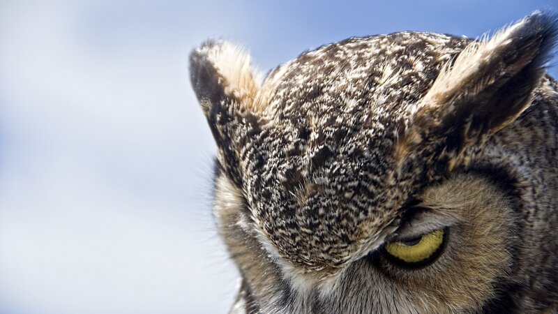 close-up of an owl's head