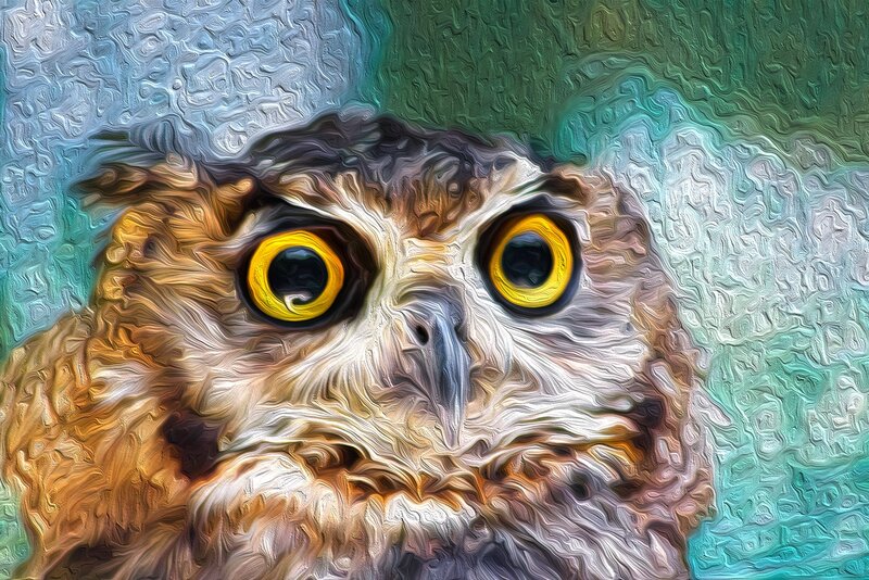 Close-up of an Owl — Yellow