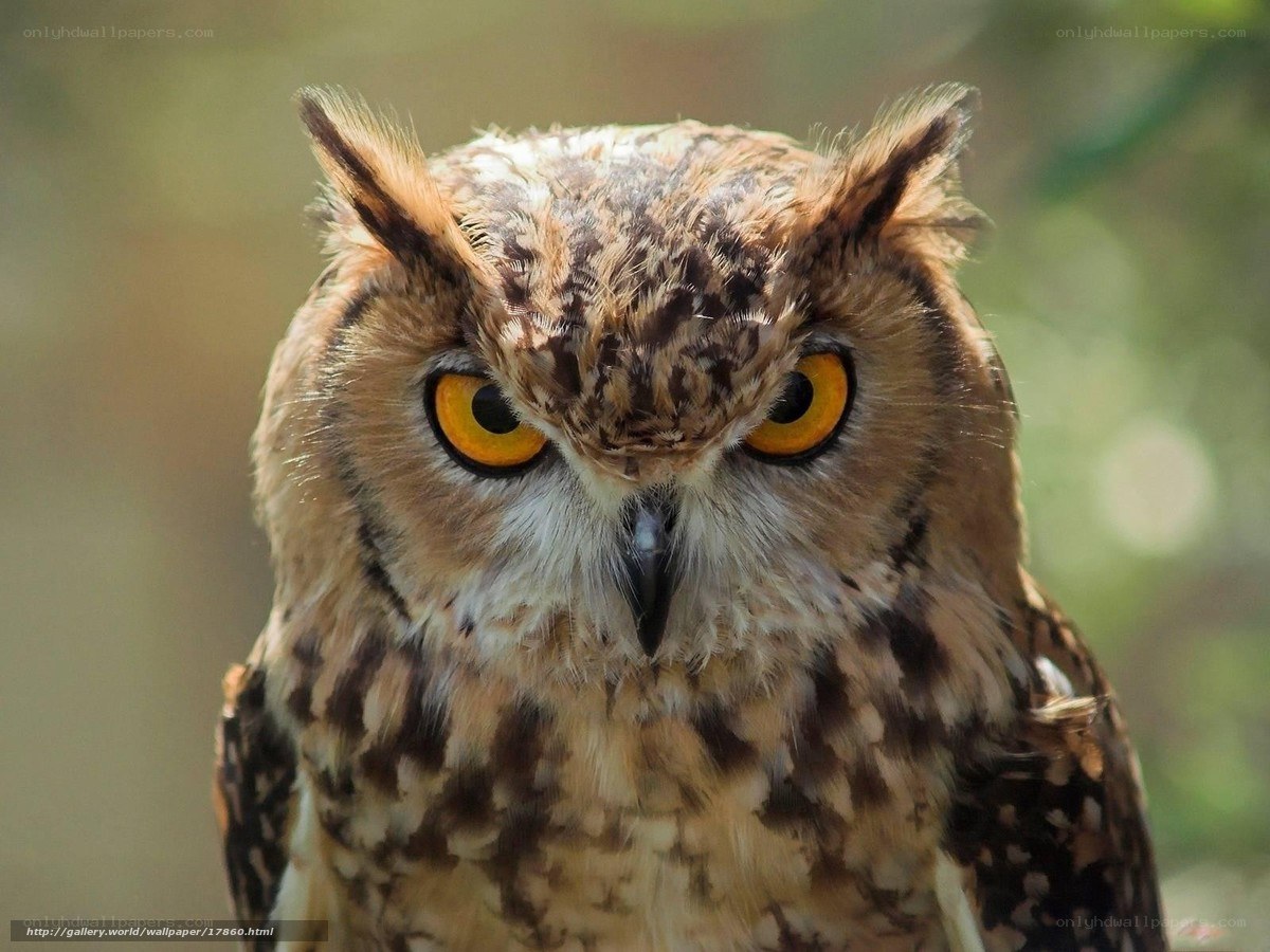 Close-up of an owl