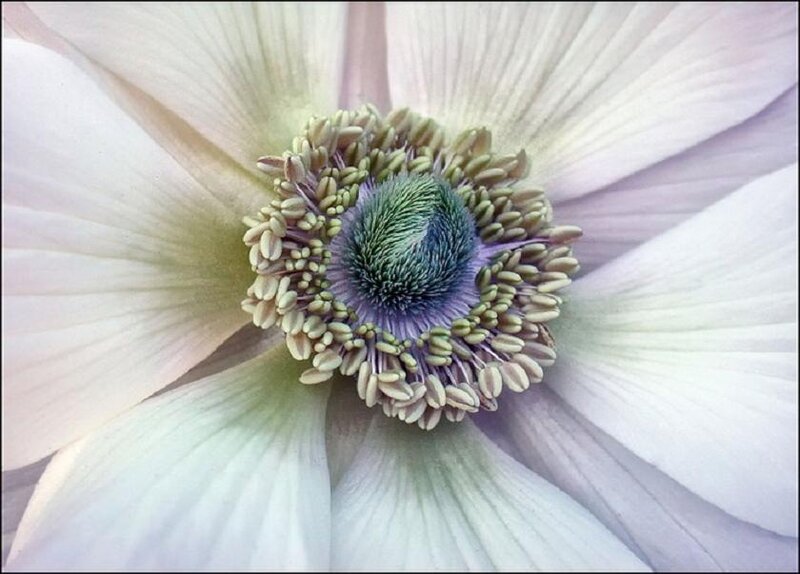 Close-up of Anemone Flower