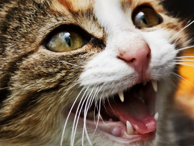 Close-up of Angry Cat