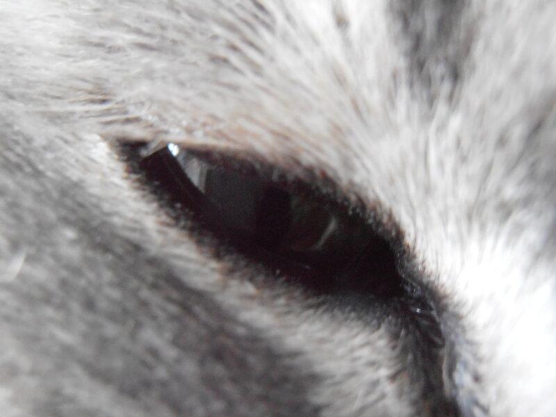 close-up of animal eye