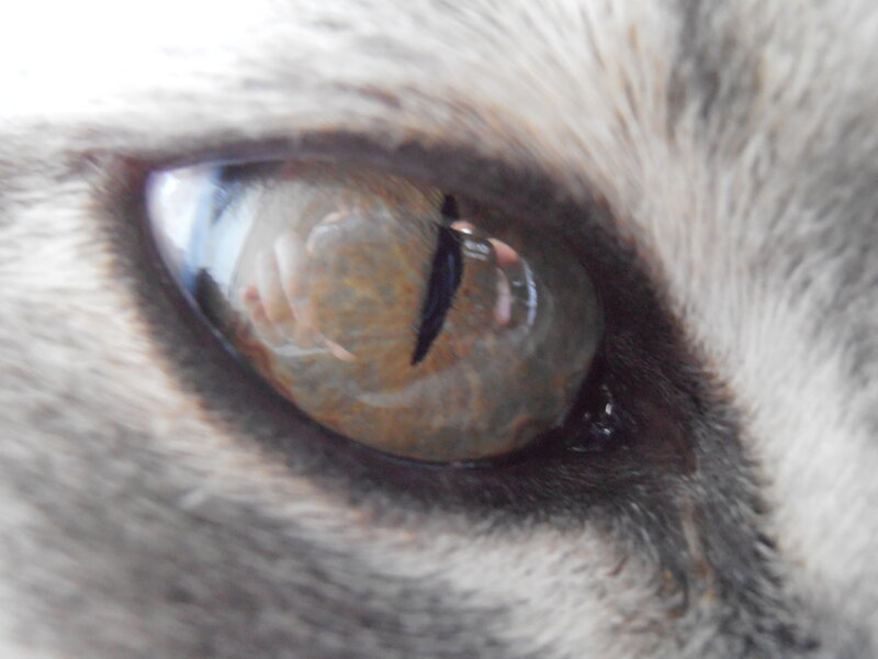 close-up of animal eye