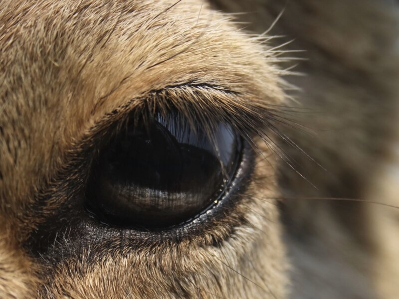close-up of animal eye