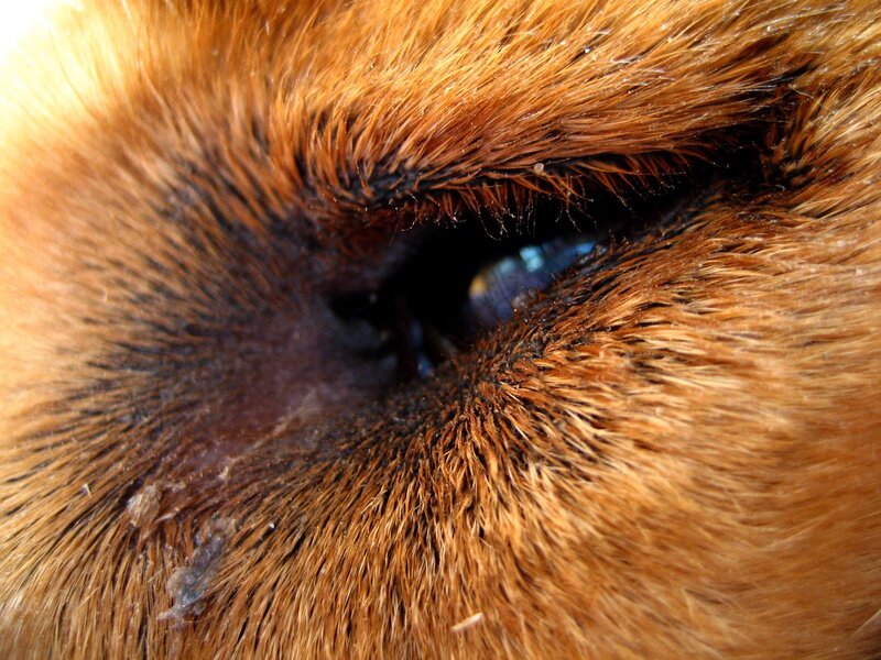 close-up of animal eye
