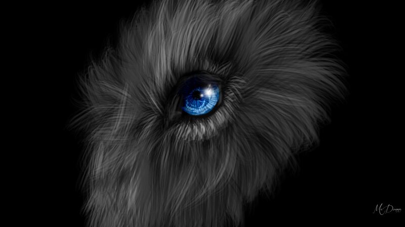Close-up of Animal Eye — Black