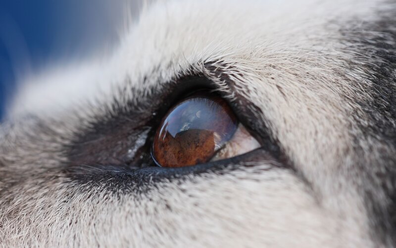 close-up of animal eye