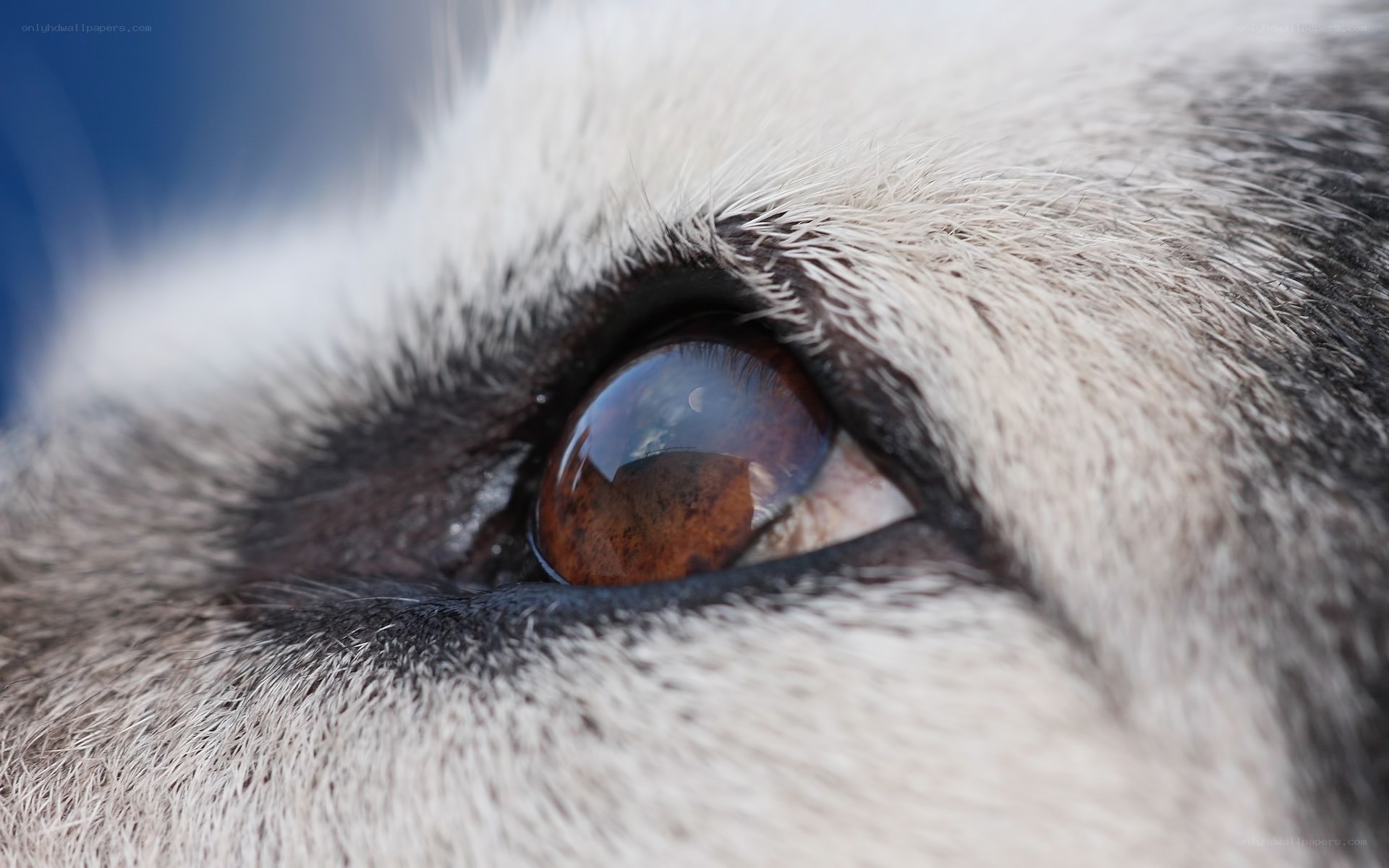 close-up of animal eye
