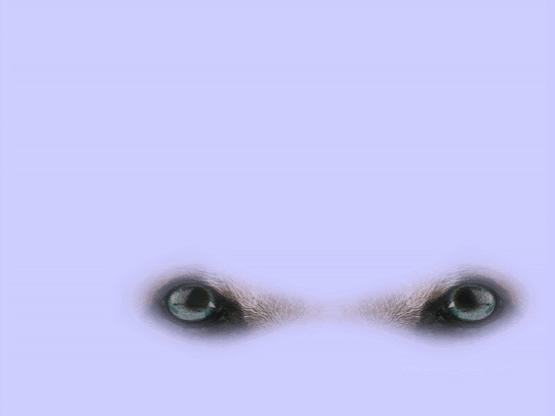 close-up of animal eyes