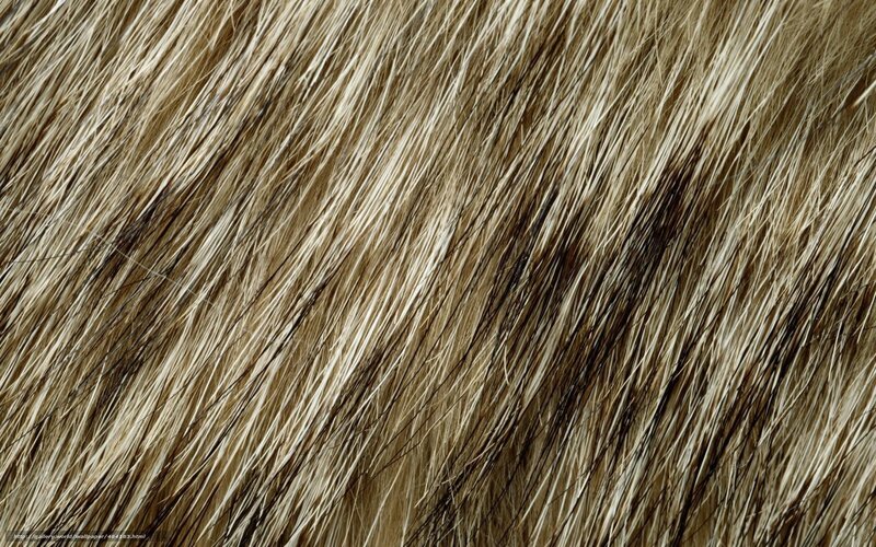 close-up of animal fur