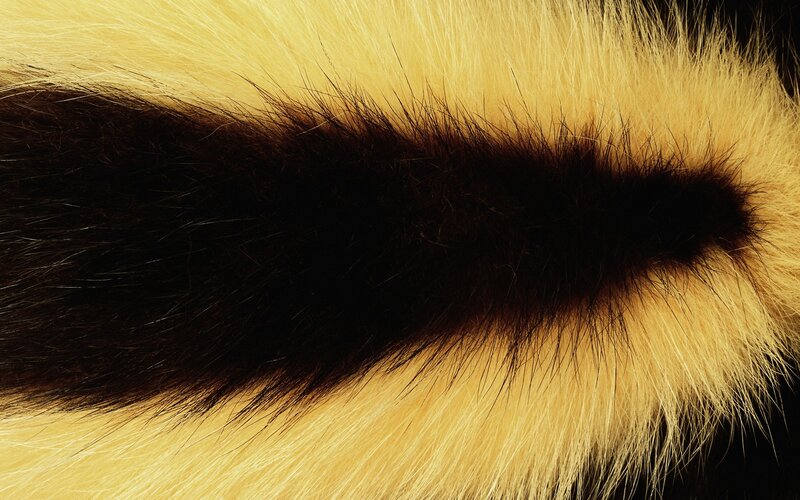 close-up of animal fur