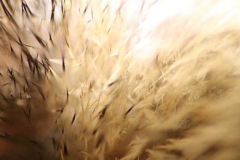 close-up of animal fur