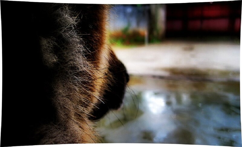 Close-up of Animal Fur — Brown