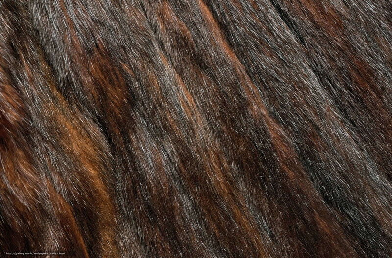 close-up of animal fur texture