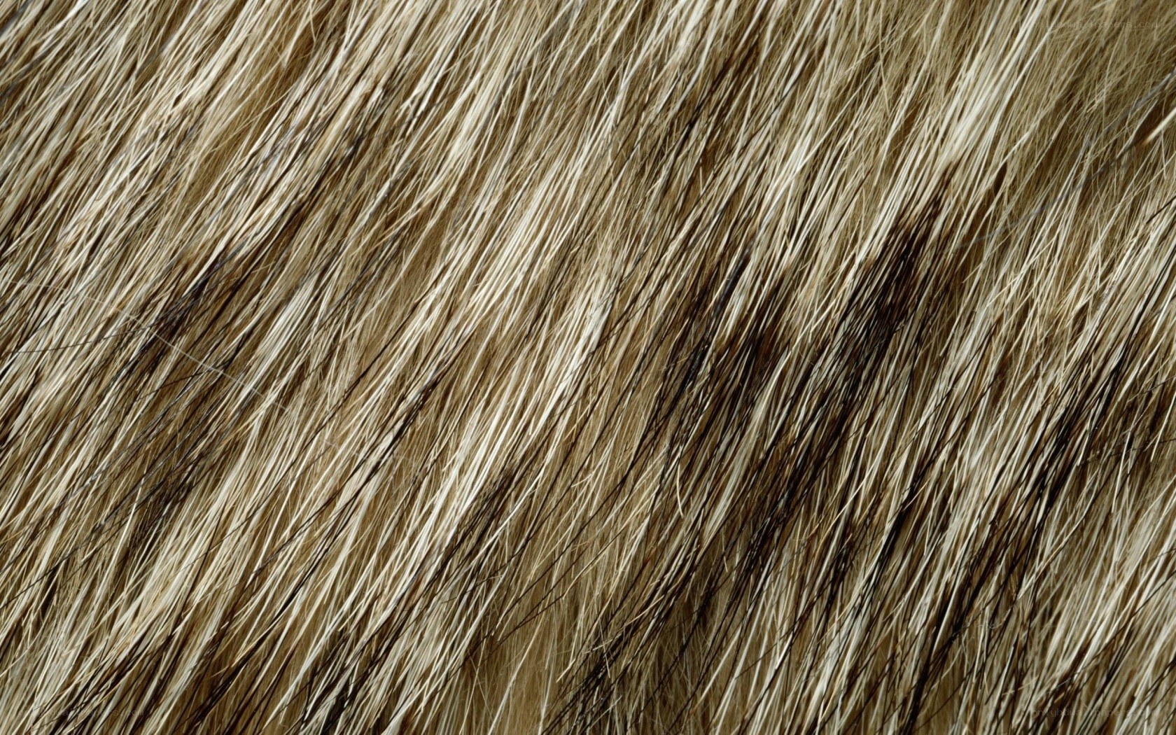 close-up of animal fur
