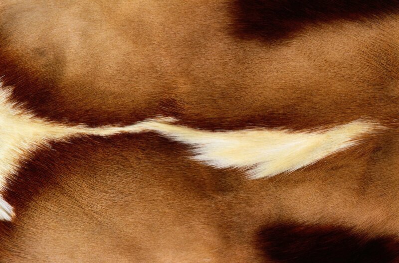 close-up of animal hide